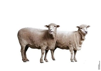 Two Sheep Two Sheep